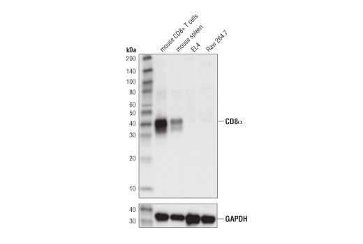 Western Blotting Image 1: CD8α (D4W2Z) XP® Rabbit mAb (Mouse Specific)
