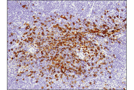 Immunohistochemistry Image 2: CD8α (D4W2Z) XP® Rabbit mAb (Mouse Specific)
