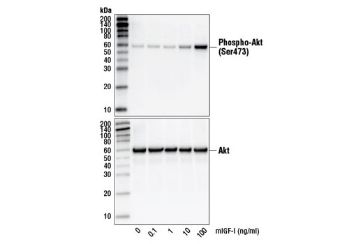  Image 4: Mouse Insulin-like Growth Factor I (mIGF-I)