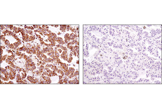Immunohistochemistry Image 3: ATPIF1 (D6P1Q) XP® Rabbit mAb (BSA and Azide Free)
