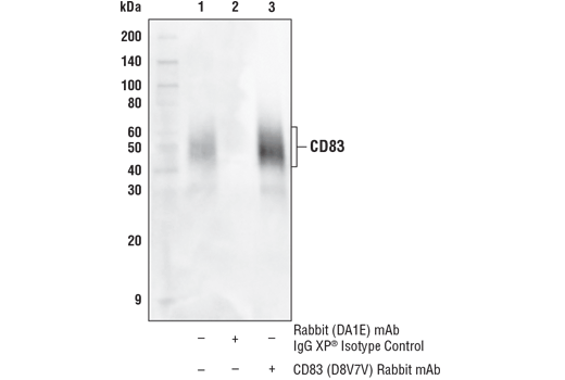 Immunoprecipitation Image 1: CD83 (D8V7V) Rabbit mAb