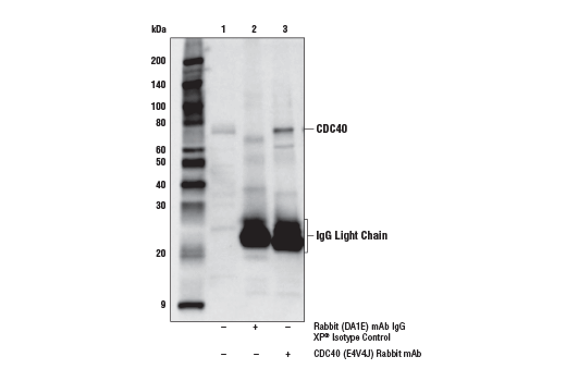 Immunoprecipitation Image 1: CDC40 (E4V4J) Rabbit mAb