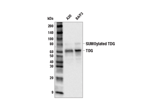  Image 13: Mouse Reactive DNA Demethylation Antibody Sampler Kit