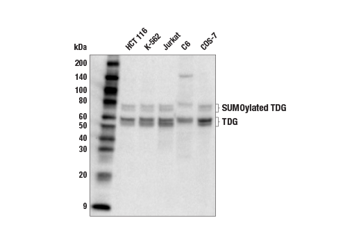  Image 5: Mouse Reactive DNA Demethylation Antibody Sampler Kit