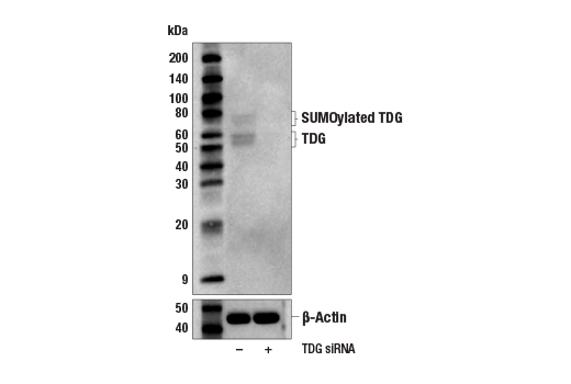  Image 9: Mouse Reactive DNA Demethylation Antibody Sampler Kit
