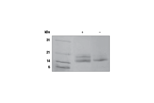  Image 1: Mouse IL-33 Recombinant Protein