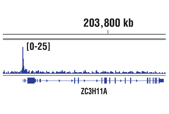 Chromatin Immunoprecipitation Image 1: MBD3 (D1B8F) Rabbit mAb