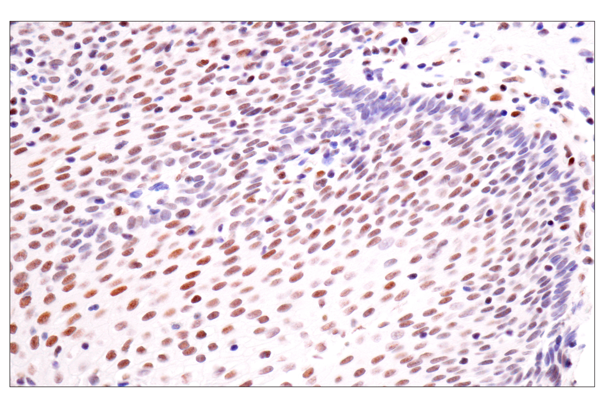 Immunohistochemistry Image 8: TLE3 (E4F3Y) Rabbit mAb