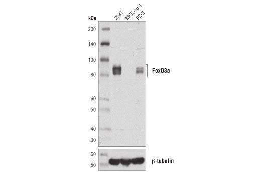 Western Blotting Image 1: FoxO3a (D7D3Y) Mouse mAb
