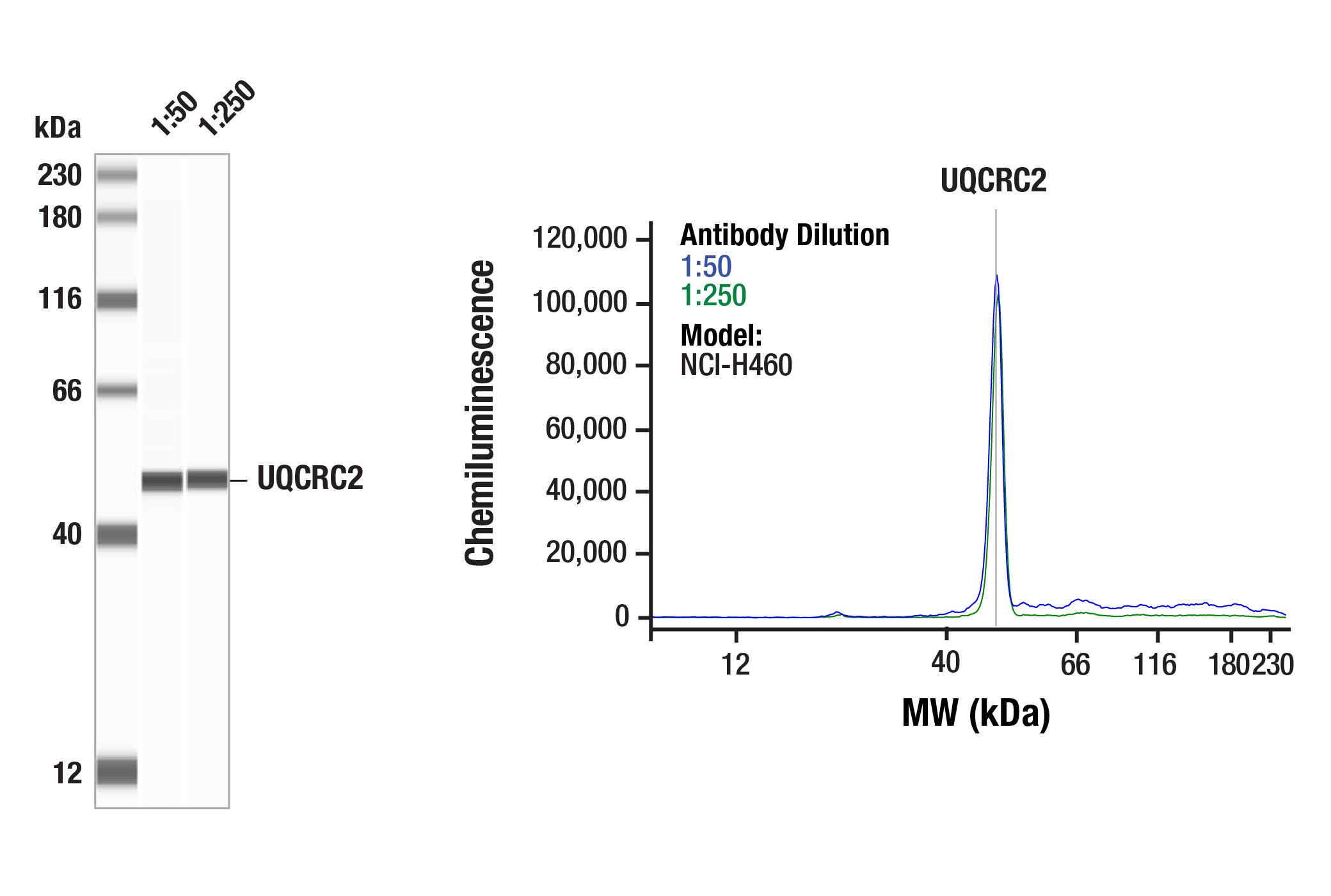Western Blotting Image 5: UQCRC2 (F8Y5N) Rabbit mAb