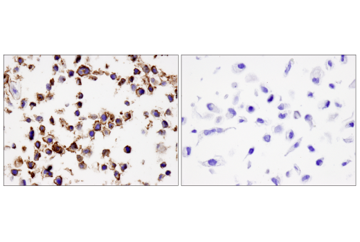 Immunohistochemistry Image 5: PD-L2 (D7U8C™) XP® Rabbit mAb (BSA and Azide Free)