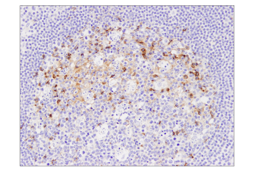 Immunohistochemistry Image 2: PD-L2 (D7U8C™) XP® Rabbit mAb (BSA and Azide Free)