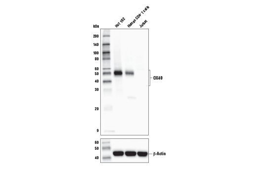 Western Blotting Image 1: OX40 (ACT35) Mouse mAb (BSA and Azide Free)