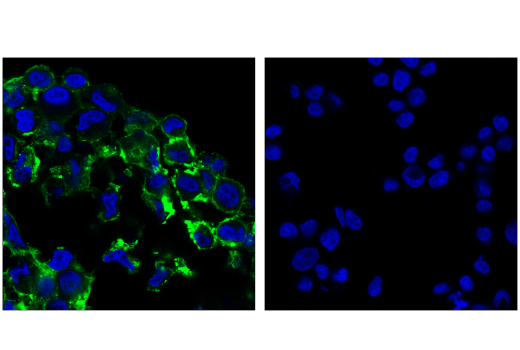Immunofluorescence Image 1: OX40 (ACT35) Mouse mAb (BSA and Azide Free)