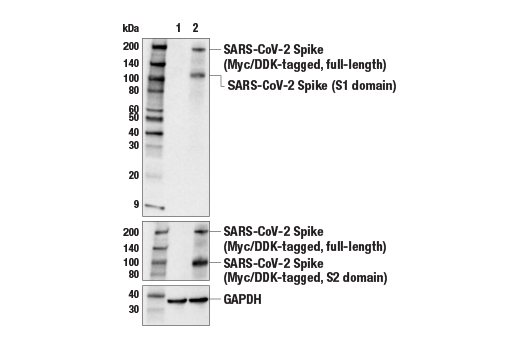 Western Blotting Image 1: SARS-CoV-2 Spike Protein (S1) (E5S3V) Rabbit mAb