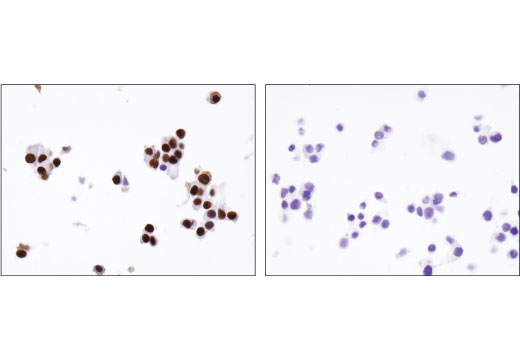 Immunohistochemistry Image 3: NKX6.1 (D8O4R) Rabbit mAb (BSA and Azide Free)