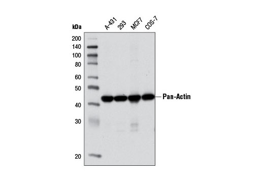 Western Blotting Image 1: Pan-Actin (D18C11) Rabbit mAb (BSA and Azide Free)