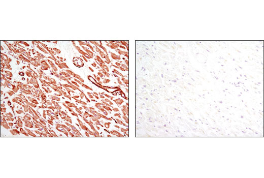 Immunohistochemistry Image 2: Pan-Actin (D18C11) Rabbit mAb (BSA and Azide Free)