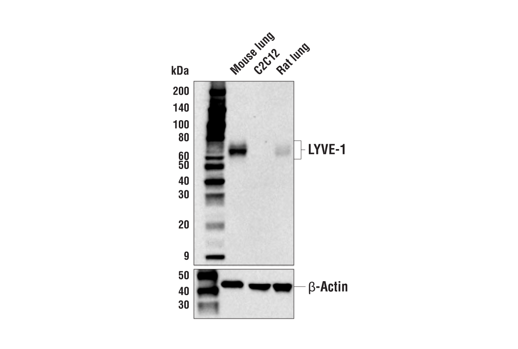 Western Blotting Image 1: LYVE-1 (E3L3V) Rabbit mAb (BSA and Azide Free)
