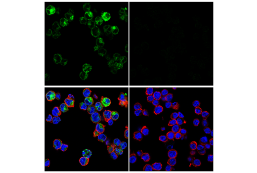 Immunofluorescence Image 1: CD74 (D5N3I) XP® Rabbit mAb (Alexa Fluor® 488 Conjugate)