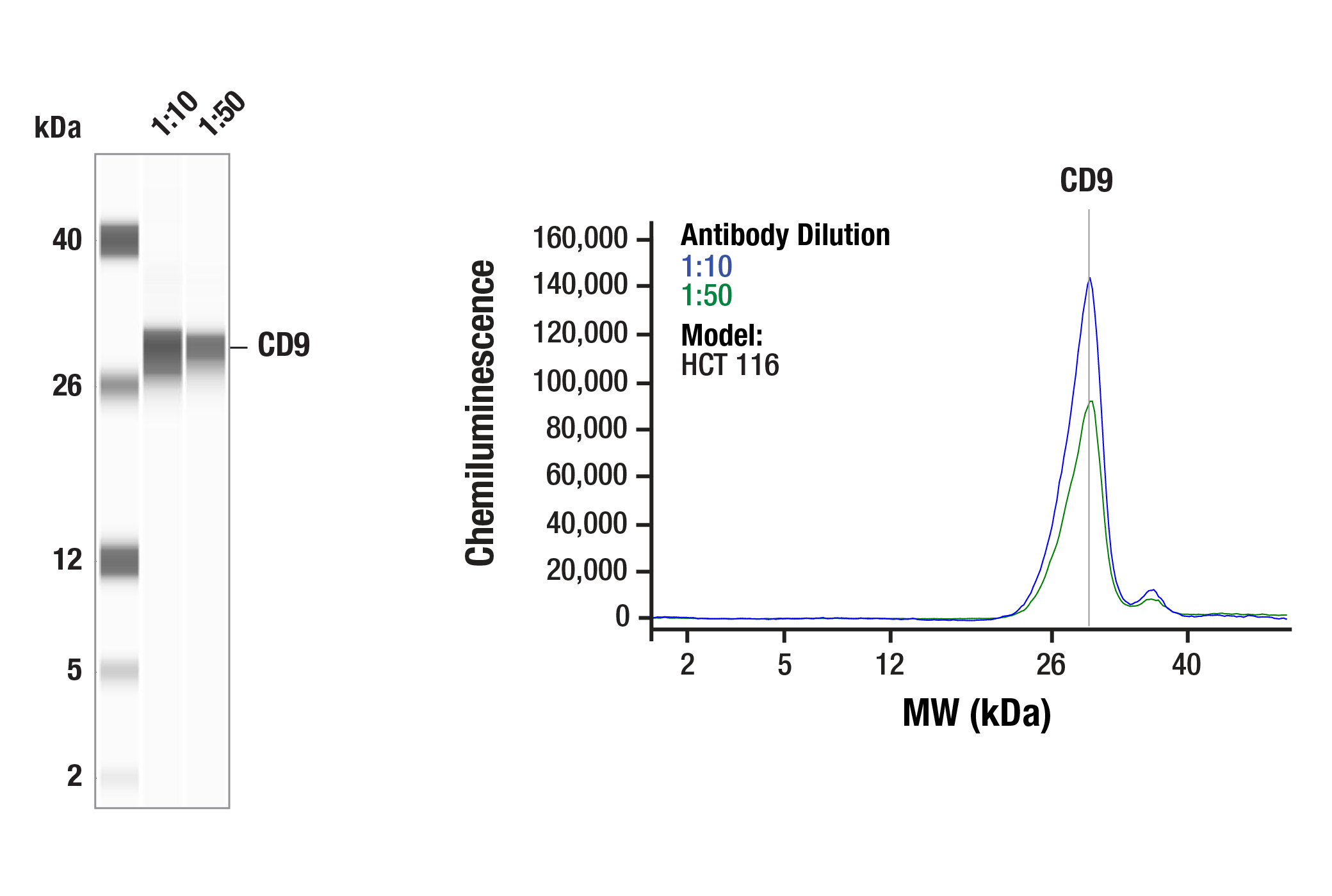 Western Blotting Image 2: CD9 (E3O1B) Rabbit mAb