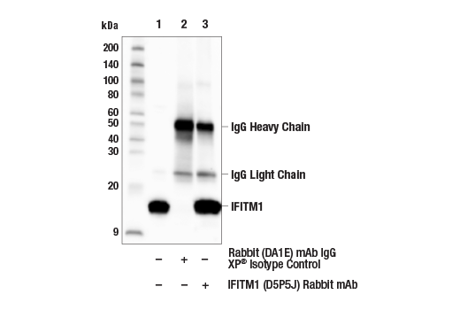Immunoprecipitation Image 1: IFITM1 (D5P5J) Rabbit mAb