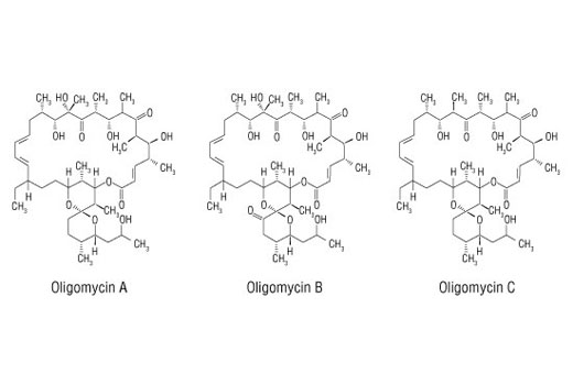  Image 2: Oligomycin
