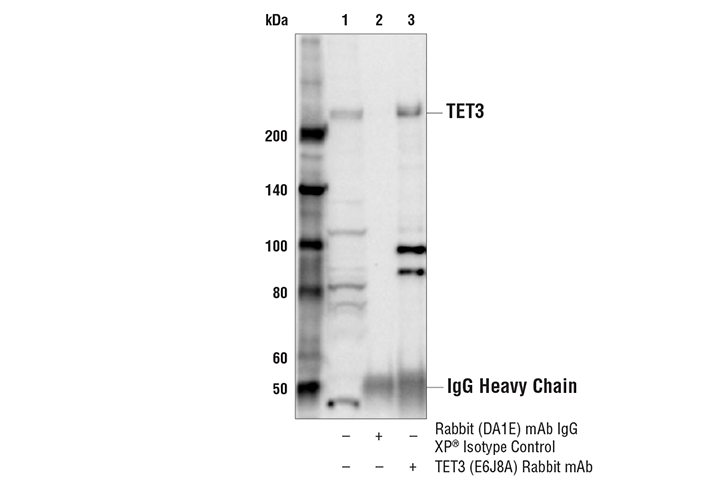 Immunoprecipitation Image 1: TET3 (E6J8A) Rabbit mAb