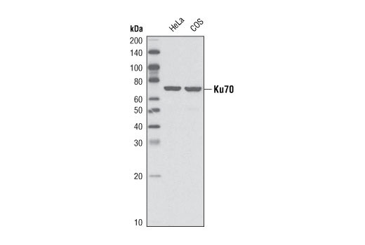 ku70