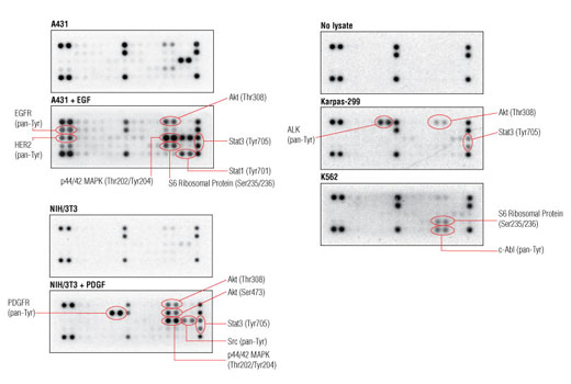 Pathscan Rtk Signaling Antibody Array Kit Chemiluminescent Readout Cell Signaling Technology