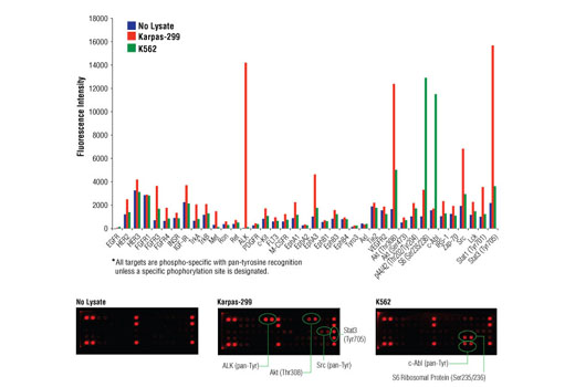 Pathscan Rtk Signaling Antibody Array Kit Fluorescent Readout Cell Signaling Technology