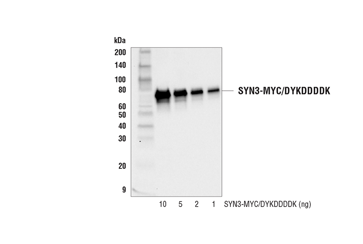 DYKDDDDK Tag Antibody (Binds to same epitope as Sigma's AntiFLAG® M2