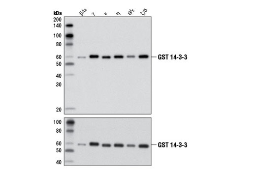 WB analysis of purified, recombinant, GST-tagged 14-3-3 isoforms using 14-3-3 (pan) (upper) or GST (91G1), (lower) demonstrating isoform crossreactivity.