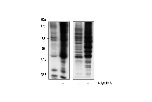 Cst Phospho Ser 14 3 3 Binding Motif 4e2 Mouse Mab