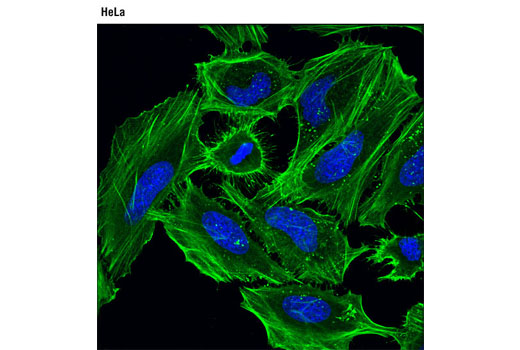 CST - β-Actin (D6A8) Rabbit mAb