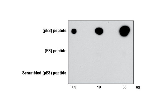 dot blot 96 wells