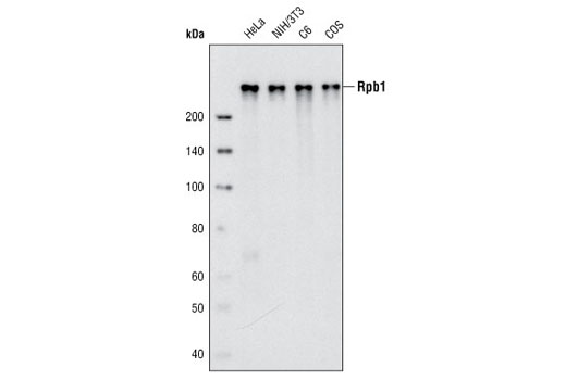 cst rpb1 ctd 4h8