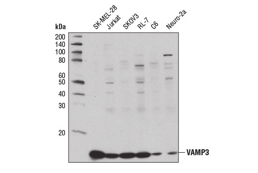 Vamp3 Antibody