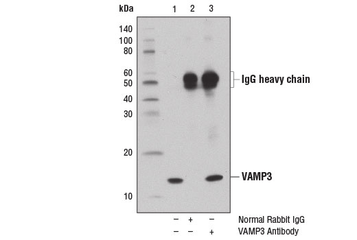 Vamp3 Antibody