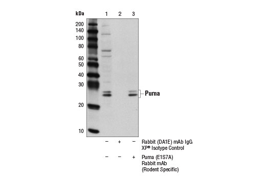 puma cell signaling 4976