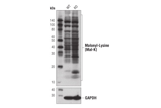 malonyl lysine mal k multimab rabbit mab mix malonyl lysine mal k multimab