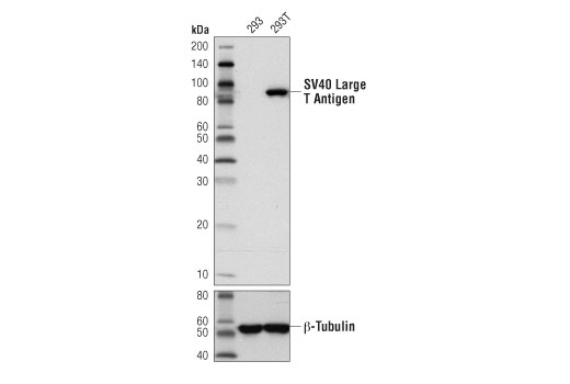 CST - SV40 Large T Antigen (D1E9E) Rabbit mAb