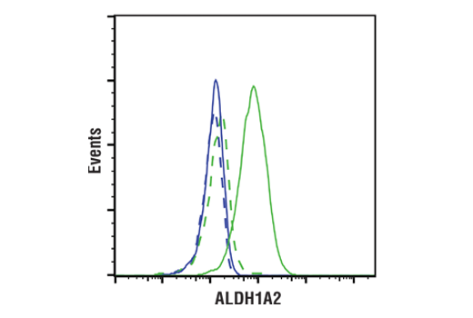 ALDH1A2 (E6O6Q) (実線) 又は濃度を合致させたラビット (DA1E) アイソタイプコントロール (点線) を用いた、Jurkat細胞 (青色) およびK-562細胞 (緑色) のフローサイトメトリー解析。二次抗体には、Anti-rabbit IgG (H+L), F(ab’)2 Fragment (Alexa Fluor® 488 Conjugate) を使用しました。