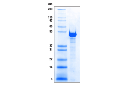 Cutrun Pag Mnase And Spike In Dna