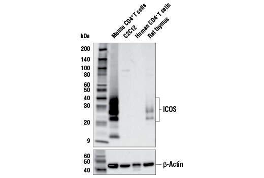 Icos E5f7e Rabbit Mab