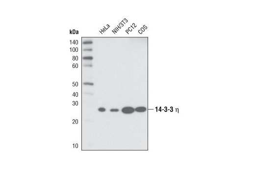 Cst 14 3 3 η Antibody