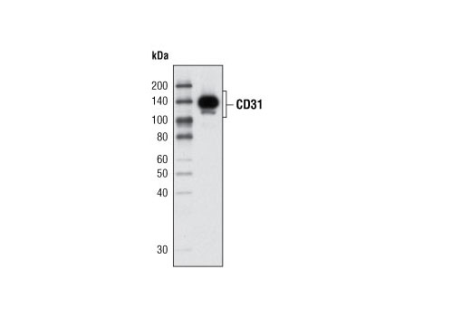 cd31