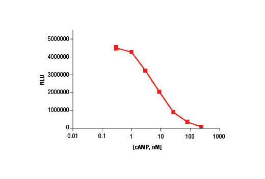 cyclic amp xp