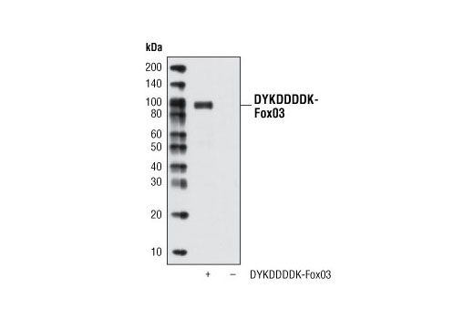 using a protein scaffold to increase size of epitope