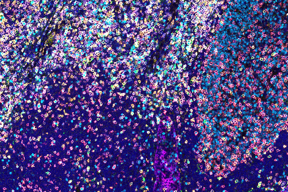 SignalStar™ multiplex immunohistochemical analysis of paraffin-embedded
    human tonsil using ICOS (D1K2T™) & CO-0027-647 SignalStar™ Oligo-Antibody Pair #24147.